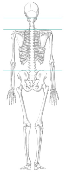 Schaubild Skelette