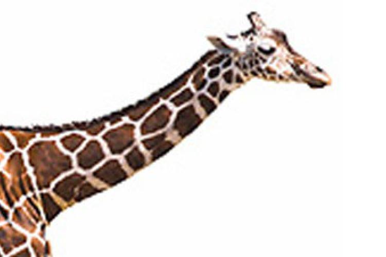 Giraffenhals